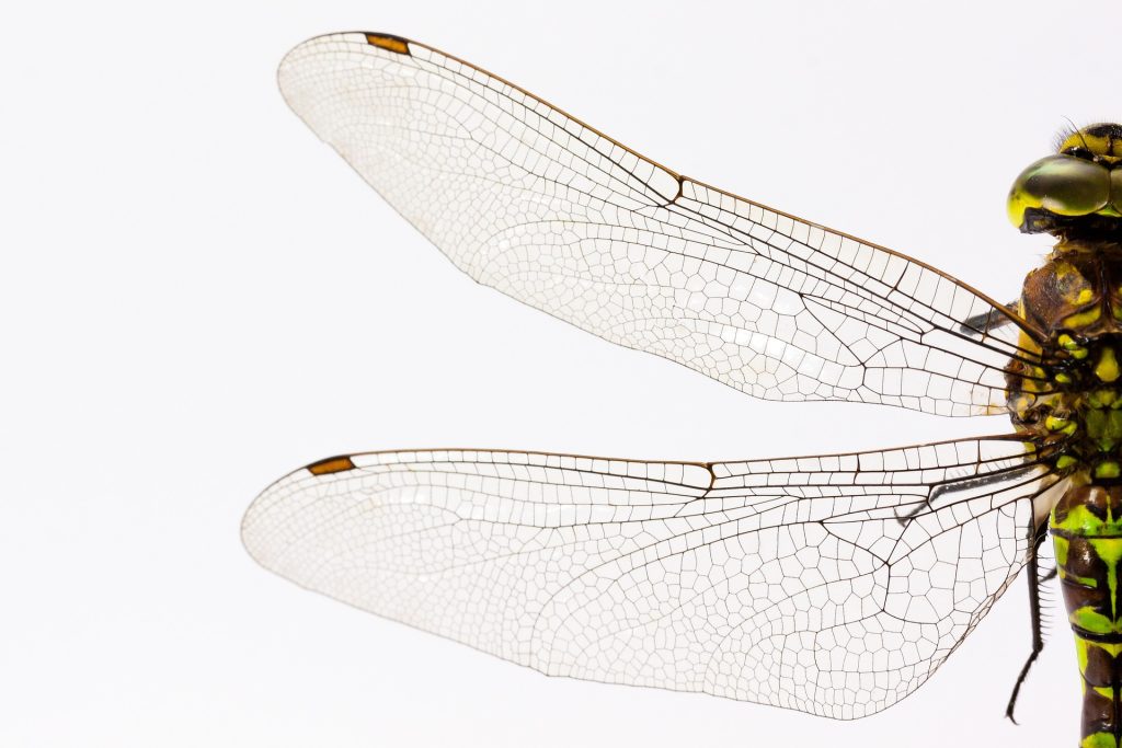 dragonfly wing macro image